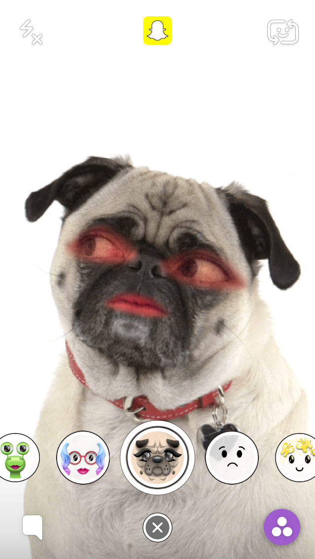 Real Pug Dog Snapchat Lens - Is it a Real Pug? - OTLSM